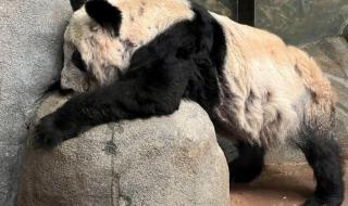 熊猫乐乐死因初步确定