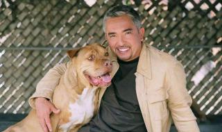 狗狗差我两个多小时视频