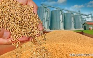 2020年中国粮食的总产量 预计2020年的粮食价格