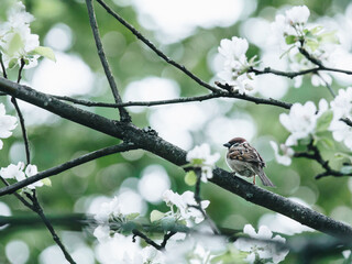 巫师3尖叫怪任务要给赏金吗